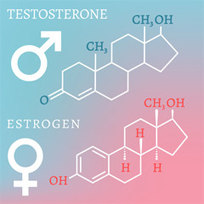 テストステロンとエストロゲン